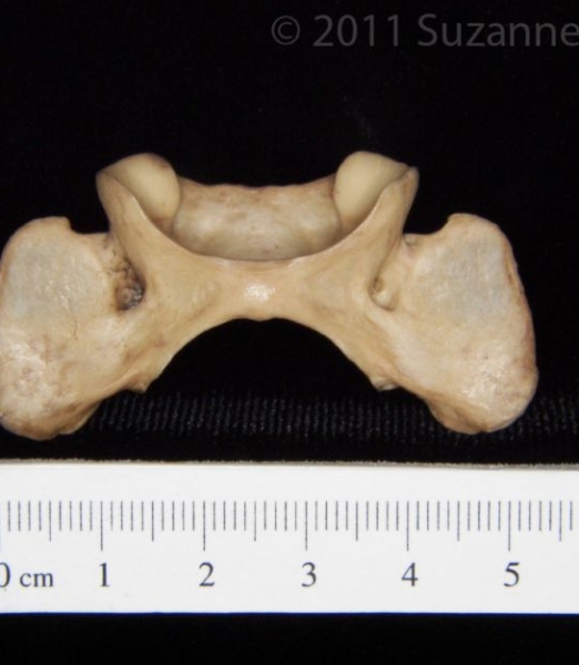 Inferior View Bobcat C1 Vertebrae