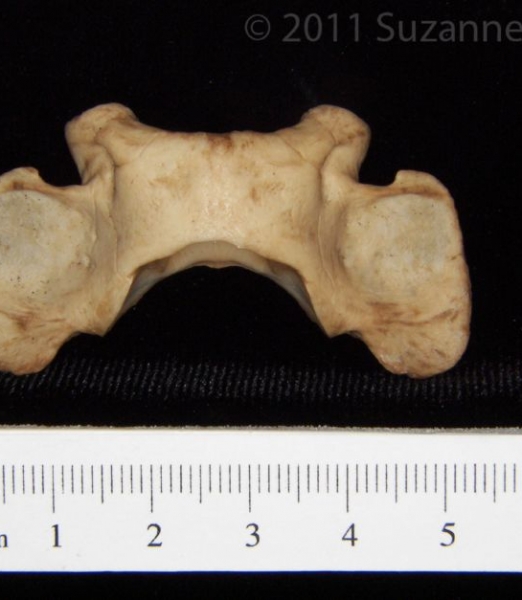 Superior View Bobcat C1 Vertebrae