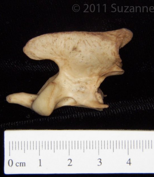 Lateral View Bobcat C2 Vertebrae