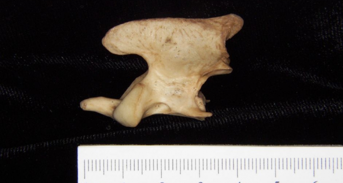 Lateral View Bobcat C2 Vertebrae