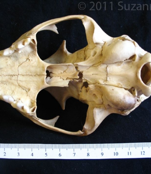 Inferior View Bobcat Cranium