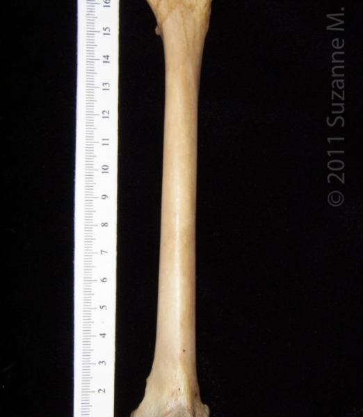 Anterior View Left Bobcat Femur