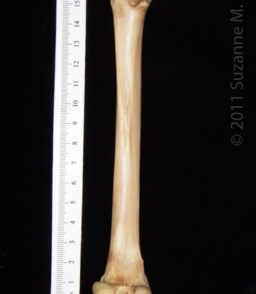 Posterior View Left Bobcat Femur