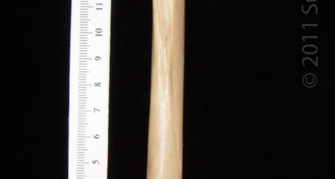 Posterior View Left Bobcat Femur