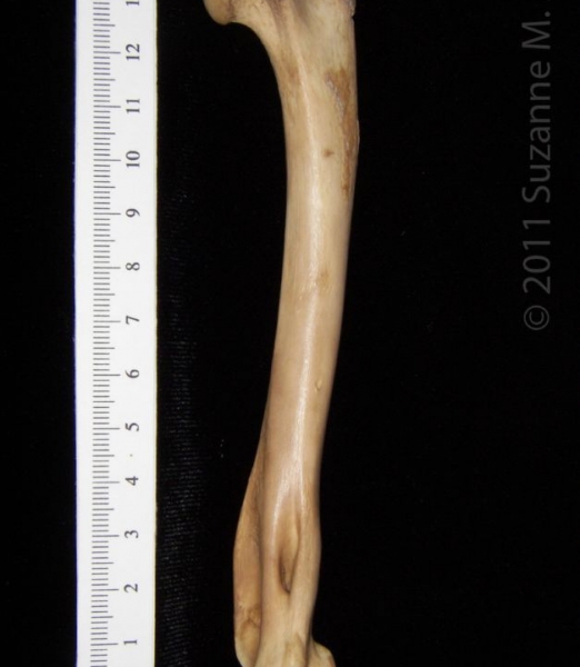 Anterior View Left Bobcat Humerus