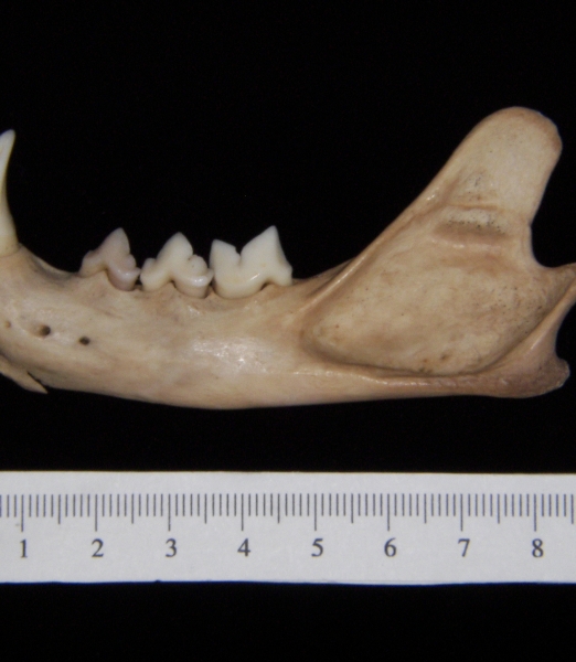 Lateral View Bobcat Mandible