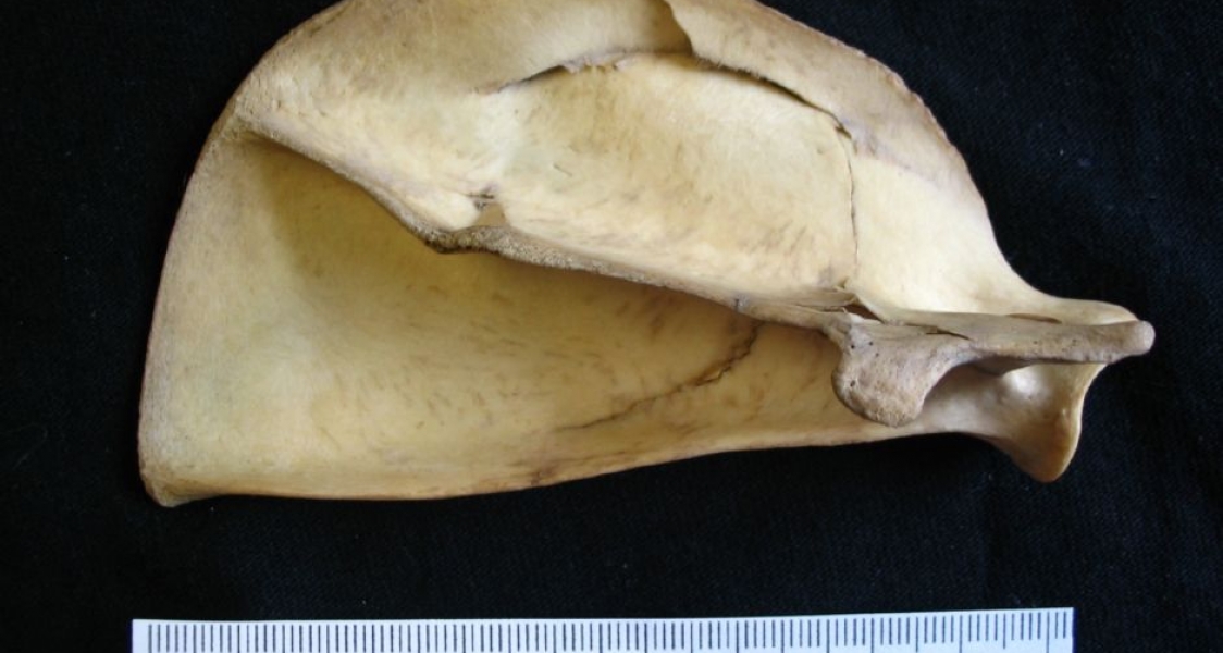 Posterior View Bobcat Right Scapula