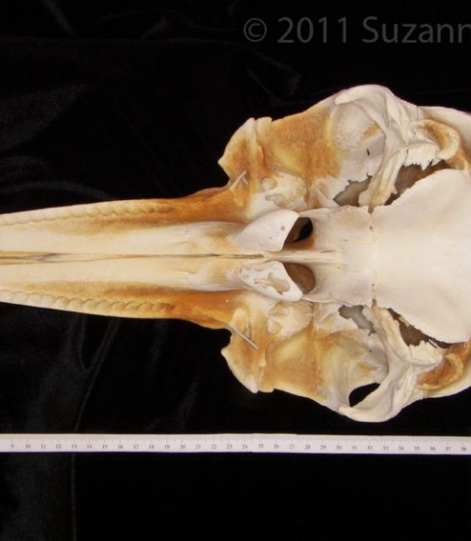 Inferior View Bottlenose Dolphin Cranium