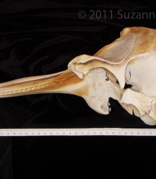 Lateral View Bottlenose Dolphin Cranium