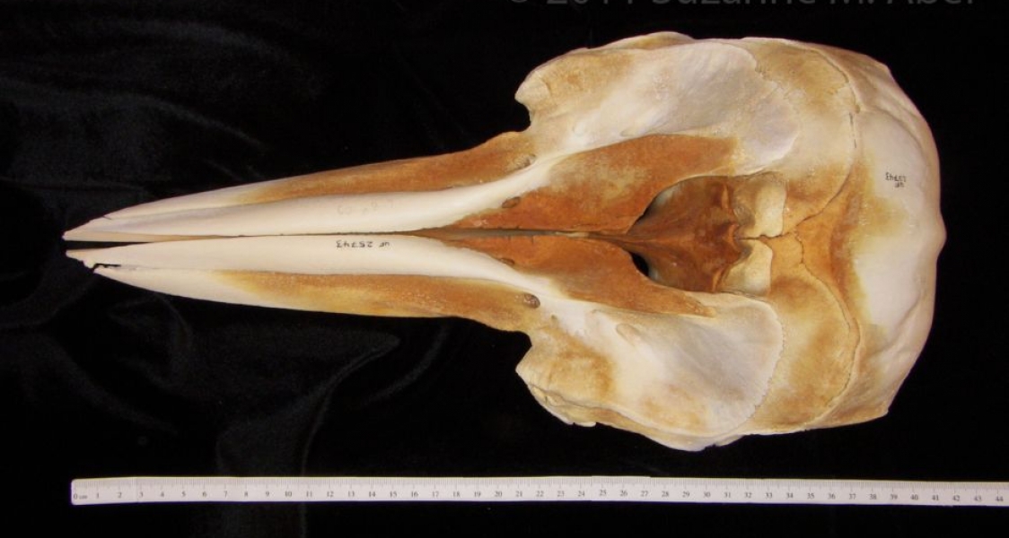 Superior View Bottlenose Dolphin Cranium