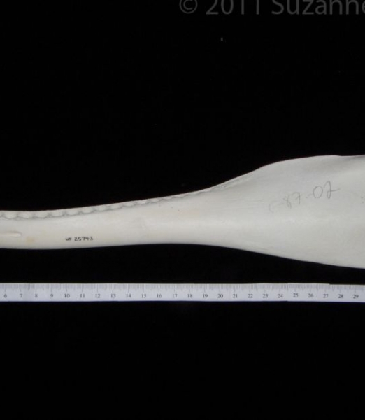 Lateral View Bottlenose Dolphin Mandible