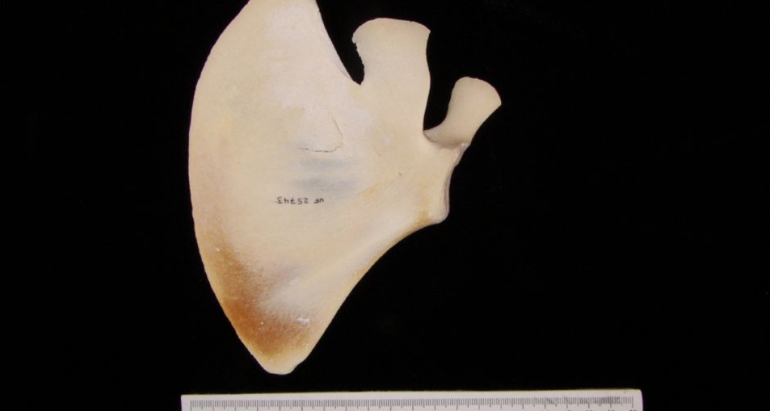 Anterior View Bottlenose Dolphin Left Scapula