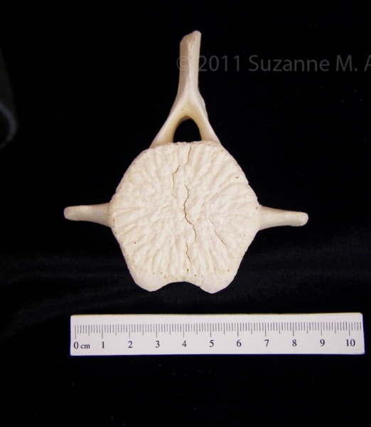 Bottlenose Dolphin Lumbar Vertebrae