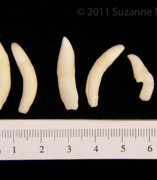 Bottlenose Dolphin Teeth