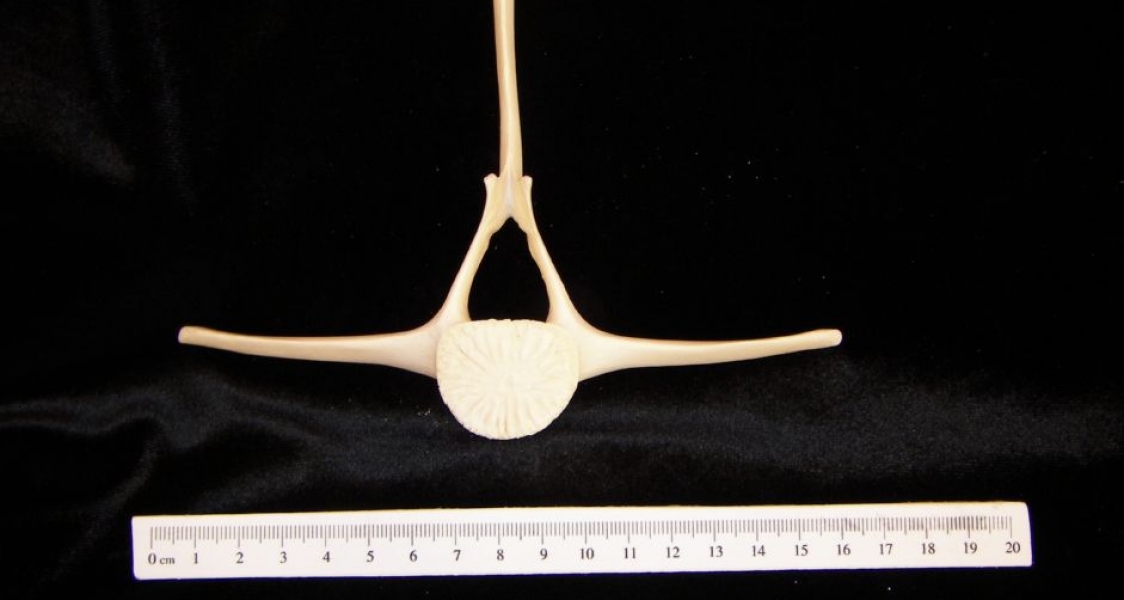 Bottlenose Dolphin Thoracic Vertebrae