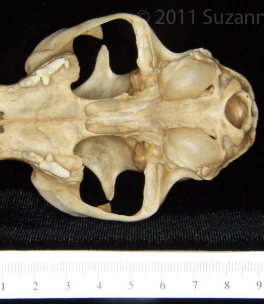 Inferior View Domestic Cat Cranium