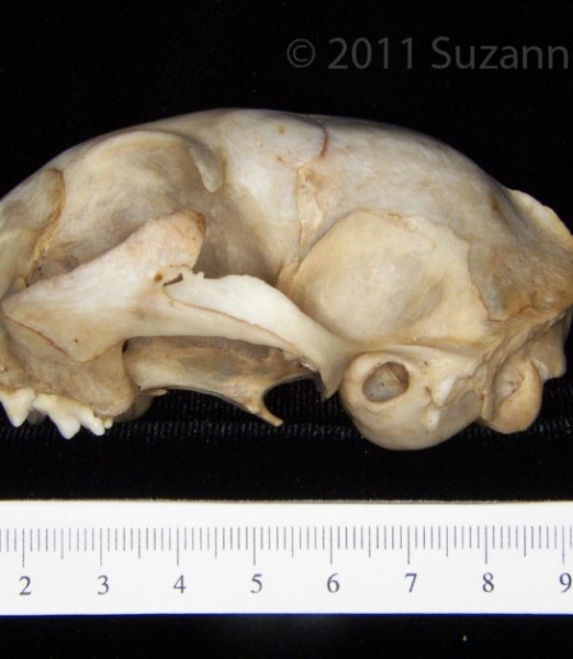 Lateral View Domestic Cat Cranium