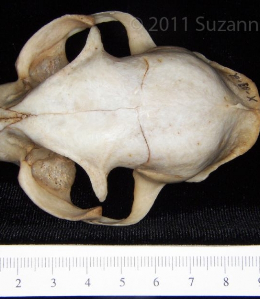 Superior View Domestic Cat Cranium