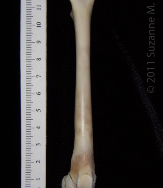 Anterior View Left Domestic Cat Femur