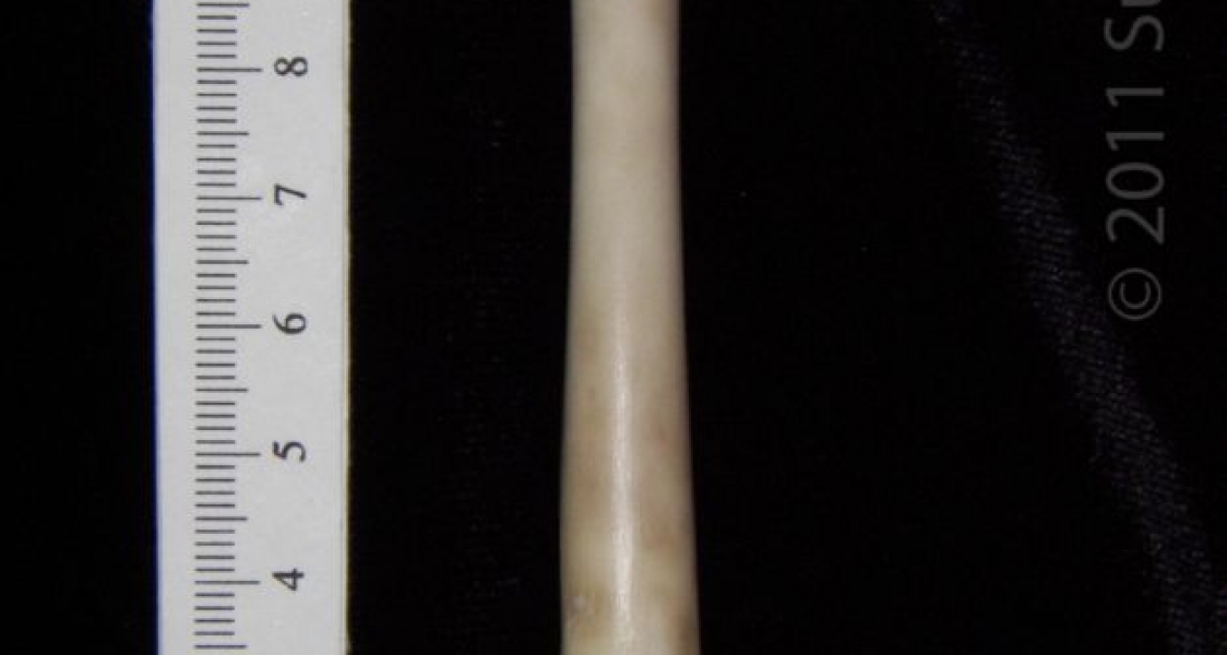 Anterior View Left Domestic Cat Femur