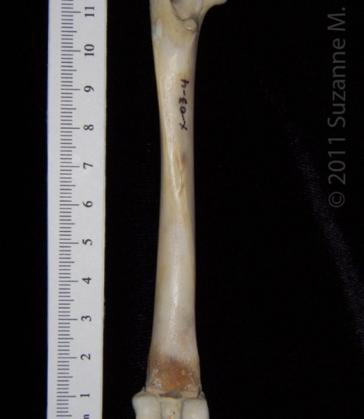 Posterior View Left Domestic Cat Femur