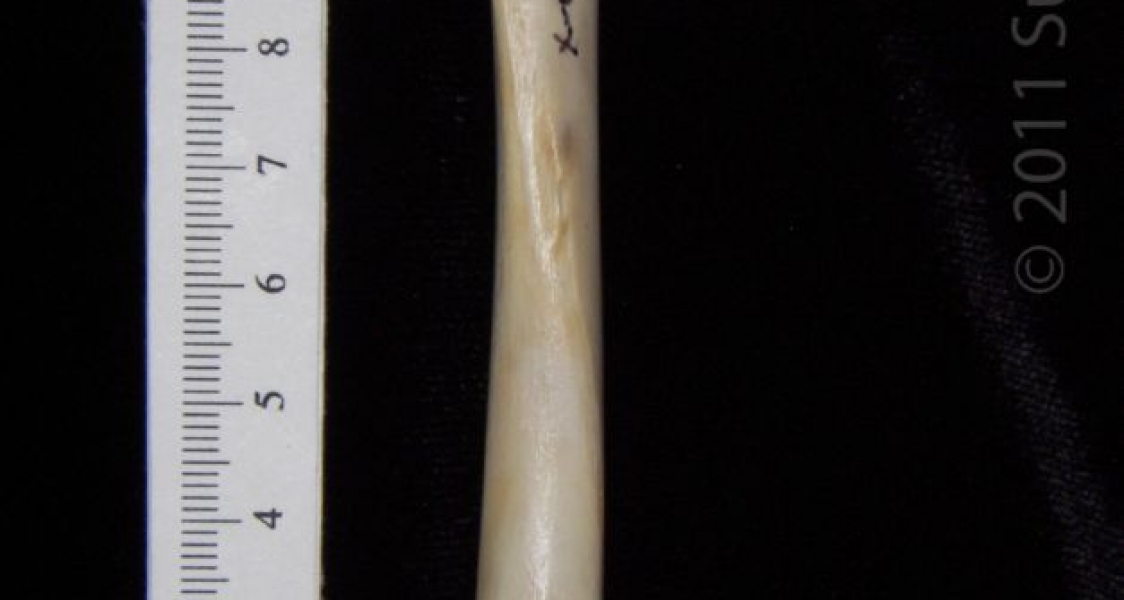 Posterior View Left Domestic Cat Femur