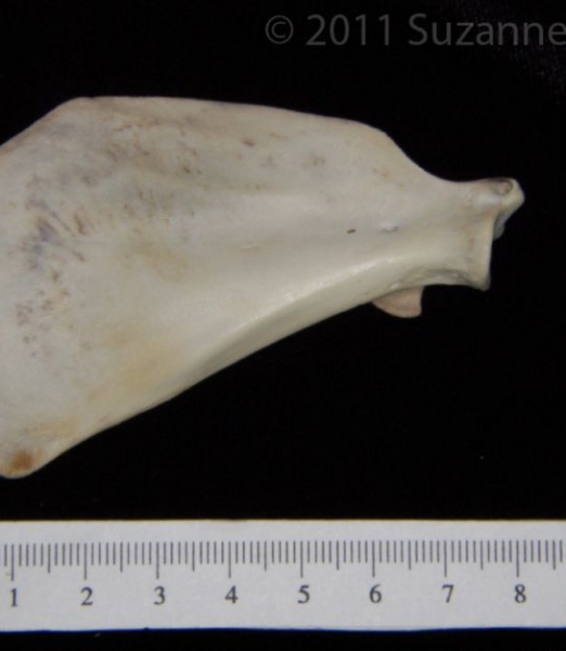 Anterior View Domestic Cat Left Scapula