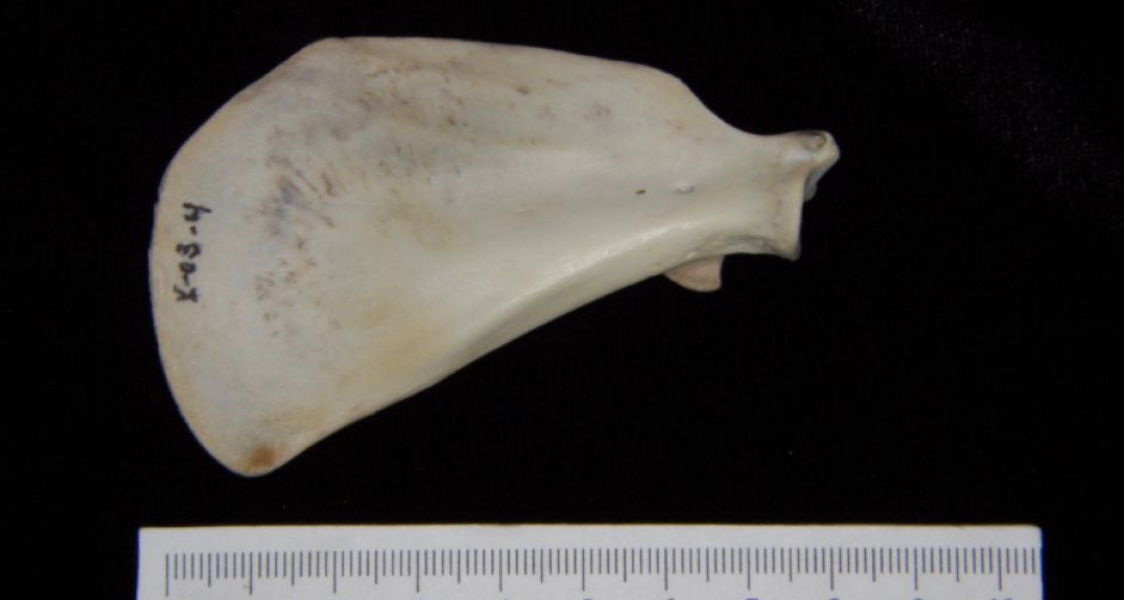 Anterior View Domestic Cat Left Scapula