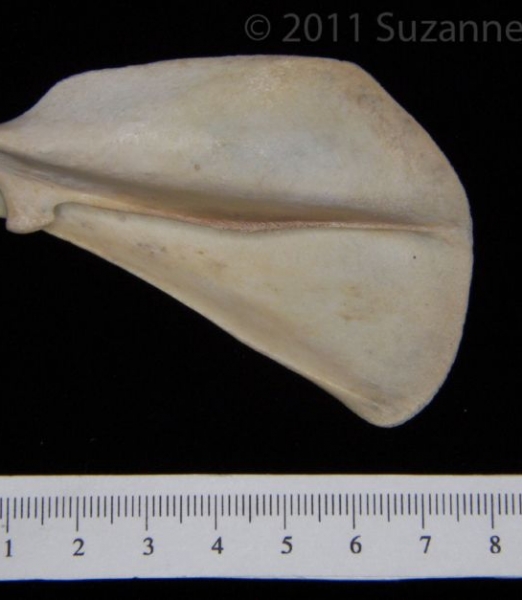 Posterior View Left Domestic Cat Vertebrae