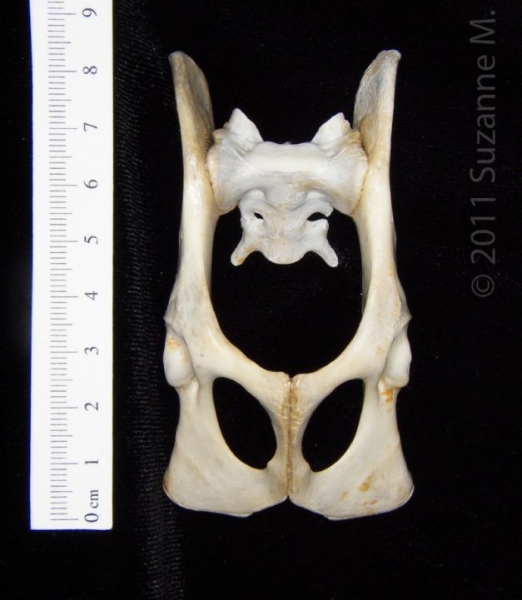 Ventral View Domestic Cat Pelvis