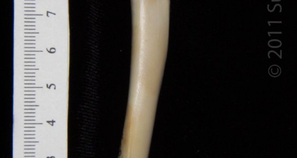 Posterior View Right Domestic Cat Humerus