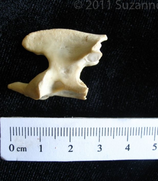 Lateral View Domestic Cat C2 Vertebrae