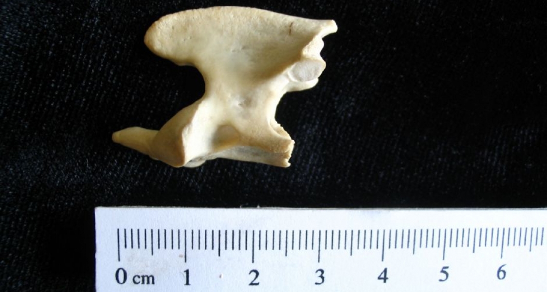 Lateral View Domestic Cat C2 Vertebrae