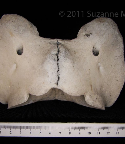 Dorsal View Cattle C1 Vertebrae