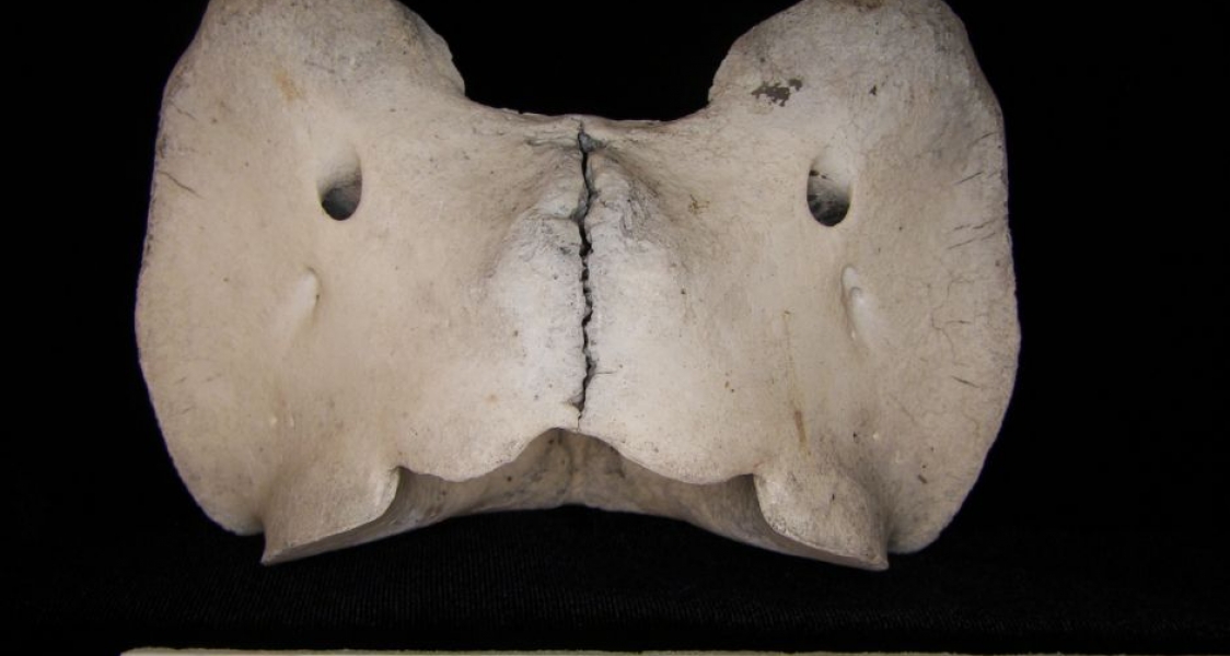 Dorsal View Cattle C1 Vertebrae