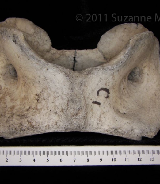 Ventral View Cattle C1 Vertebrae