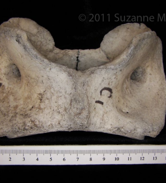 Ventral View Cattle C1 Vertebrae