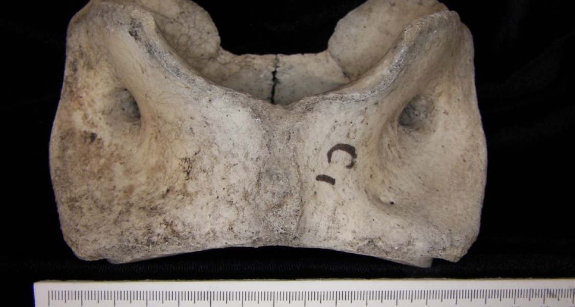 Ventral View Cattle C1 Vertebrae