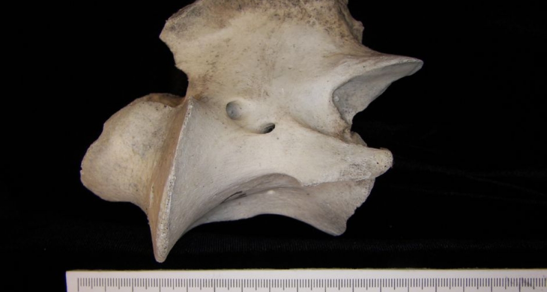 Lateral View Cattle C2 Vertebrae