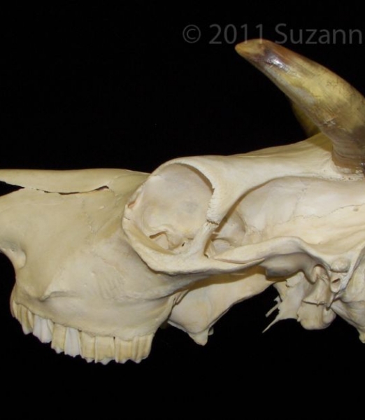 Lateral View Cattle Cranium