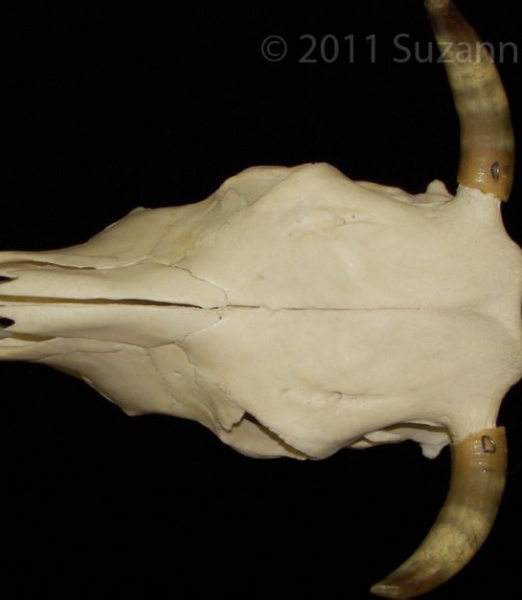 Superior View Cattle Cranium