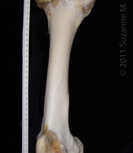 Anterior View Left Cattle Femur