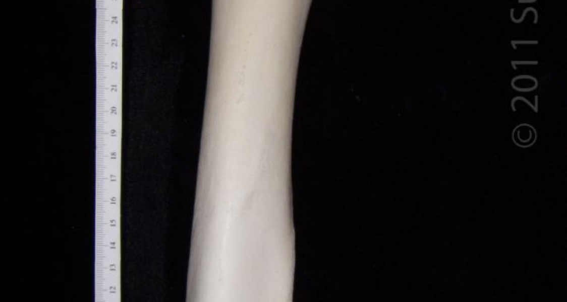 Anterior View Left Cattle Femur