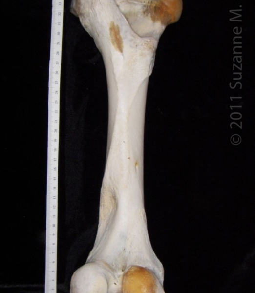 Posterior View Left Cattle Femur