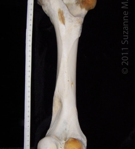 Posterior View Left Cattle Femur