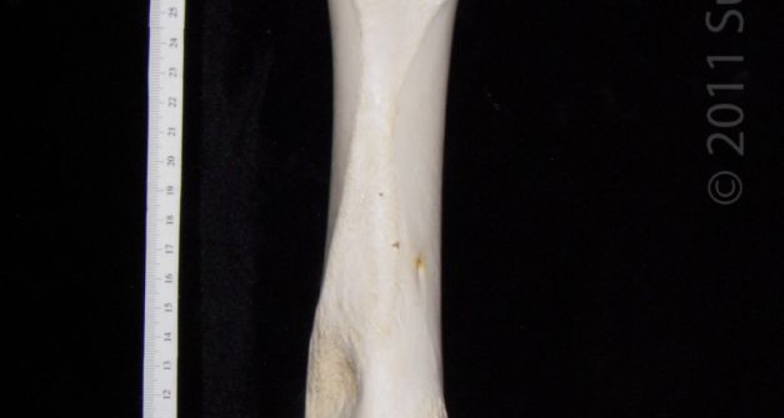 Posterior View Left Cattle Femur