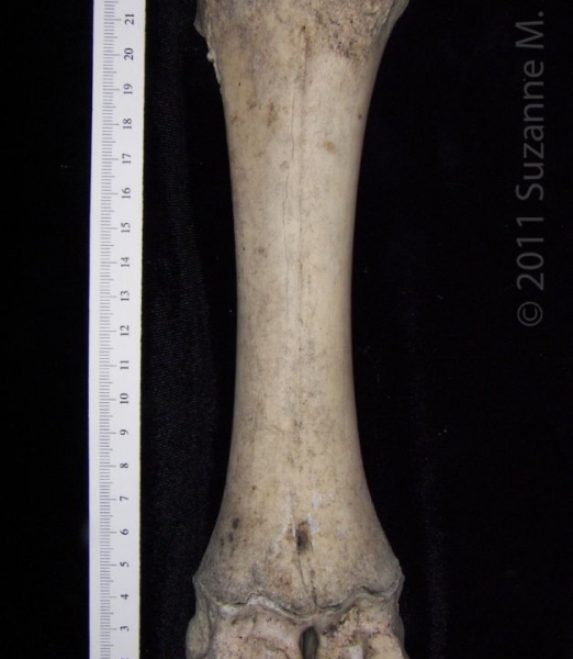 Anterior View Left Cattle Metacarpal