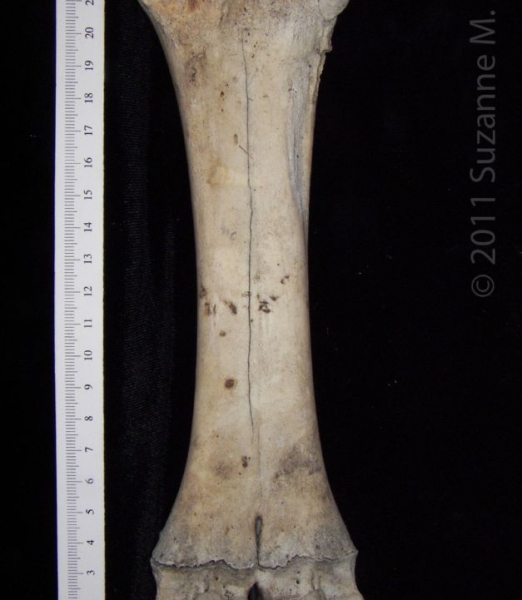 Posterior View Left Cattle Metacarpal