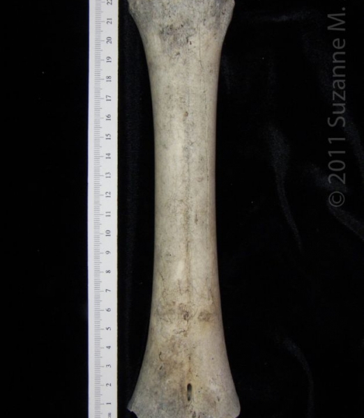 Anterior View Left Cattle Metatarsal, distal epiphysis missing