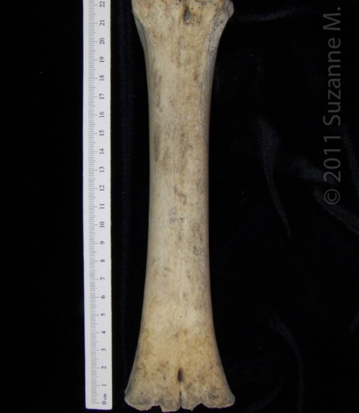 Posterior View Left Cattle Metatarsal, distal epiphysis missing